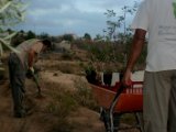 Plantacion de lentiscos y coscojas