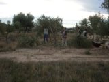 Poda de olivos plantados I