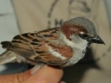 Gorrion anillado 
