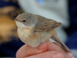 Curruca tomillera anillada