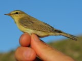 Mosquitero musical anillado